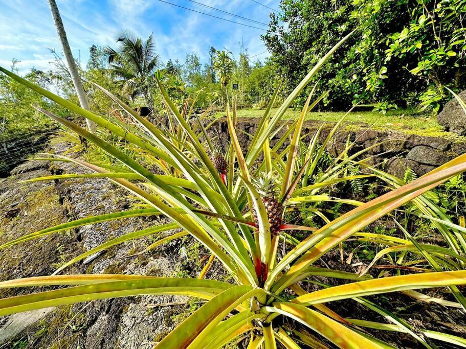 Puna Zen Botanical Garden Retreat Кио Экстерьер фото