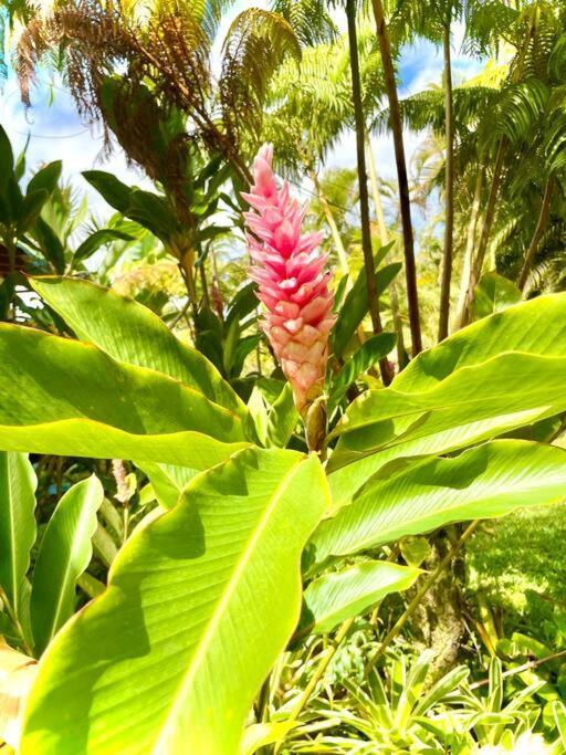 Puna Zen Botanical Garden Retreat Кио Экстерьер фото